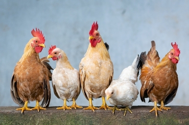 H5N1 조류인플루엔자, 돼지 등 포유류에 치명적인 이유 찾았다