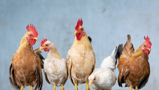 H5N1 조류인플루엔자, 돼지 등 포유류에 치명적인 이유 찾았다