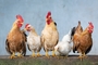 H5N1 조류인플루엔자, 돼지 등 포유류에 치명적인 이유 찾았다