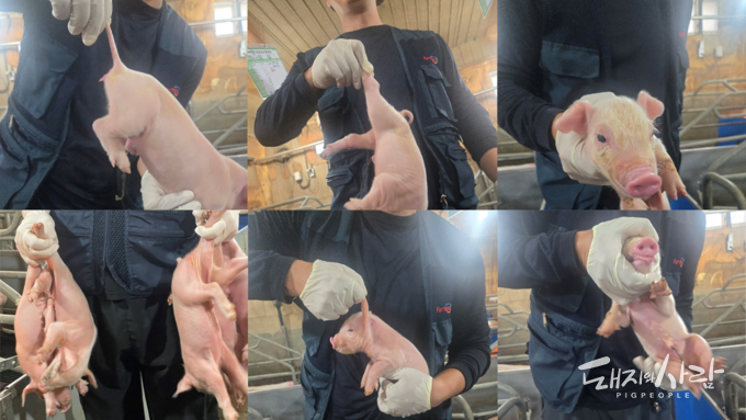 포유자돈의 스트레스를 줄여주는 ‘자돈 핸들링(Piglet Handling)’