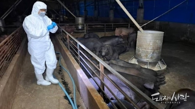 '전국 15일간 스탠드스틸!'.....대만, ASF 확산 저지에 안간힘