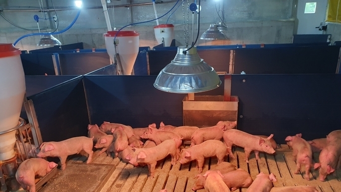 [초록] 이유 전략이 PRRS 바이러스 순환에 미치는 영향