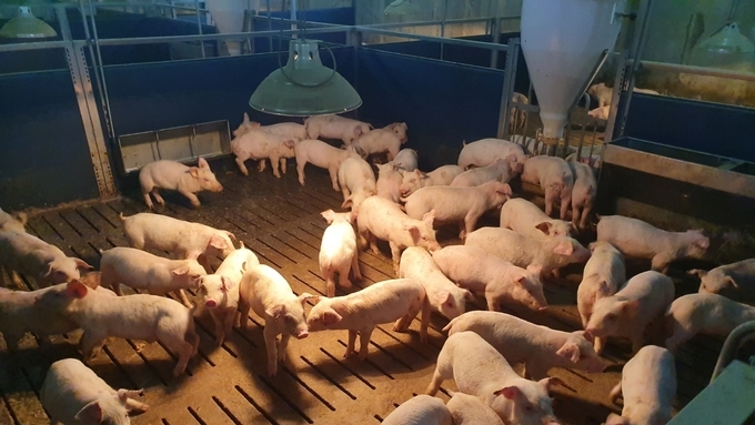 [초록] PCV2 감염과 동종·이종주 재접종이 돼지에 미치는 영향