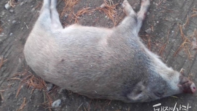 [속보] ASF 감염멧돼지 화천서 4마리 무더기 확인