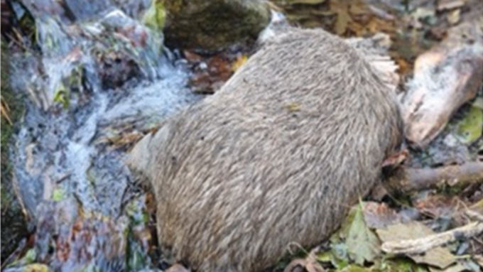 [ASF 실시간 현황판] 야생멧돼지 10.31일 4건(화천), 11.2일 1건(화천) 발생