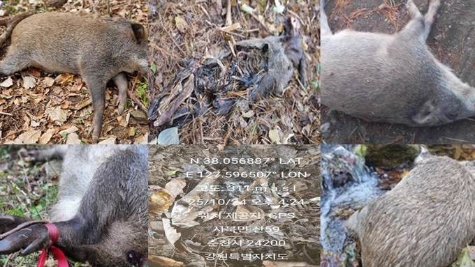 ASF 바이러스 재확산되나...강원서 감염멧돼지 연달아 발견