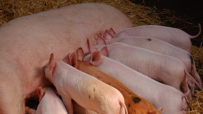 [초록] 유럽에서 면역적 거세를 통한 돼지고기 생산의 지속 가능성