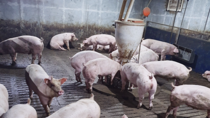 정부, 2030년까지 돼지열병 백신 접종 중단 및 청정화 달성 공식 선언!