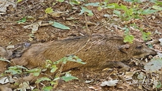 [한 장의 사진] 찾으니까 계속 나온다 나와!