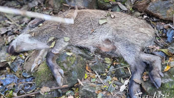 [한 장의 사진] 벌써 10마리째....ASF 재확산 가능성↑