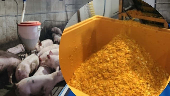 버려지던 감귤 부산물로 양돈장 황화수소·암모니아 없앤다