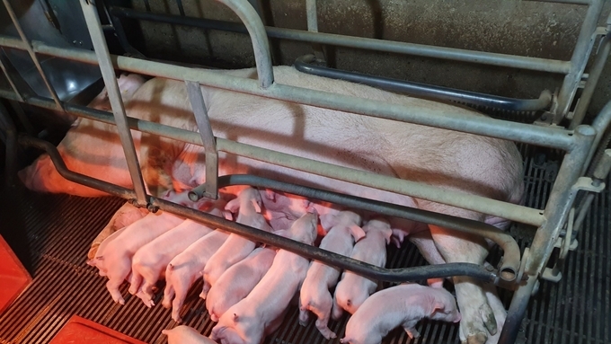 [초록] 번식돈군에 대한 유행성 폐렴 상태 분류 기준 수립