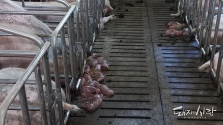 [초록] 한국에서 분리한 NADC34 유사 PRRS 바이러스의 임신돈에 대한 병원성 평가