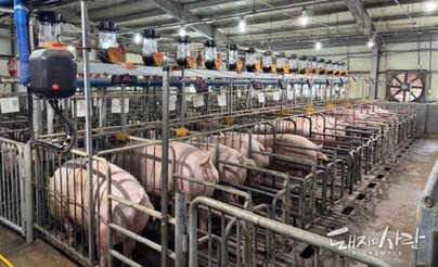 농진청, 인공지능으로 어미돼지 체형 자동 관리한다