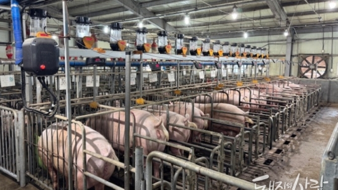 농진청, 인공지능으로 어미돼지 체형 자동 관리한다