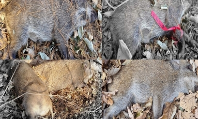 화천서 5마리 뭉터기로 나온 ASF 멧돼지, 경기도와 불과 약 7km 거리