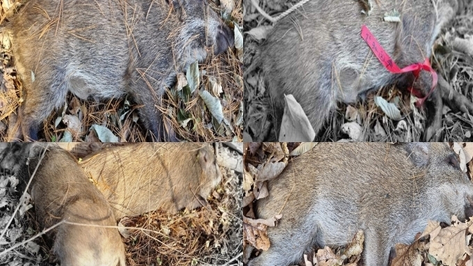 화천서 5마리 뭉터기로 나온 ASF 멧돼지, 경기도와 불과 약 7km 거리