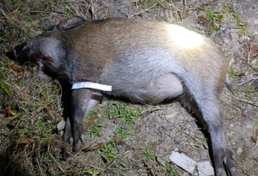 [속보] 원주서 2년 만에 ASF 감염멧돼지...재확산 징후 갈수록 뚜렷