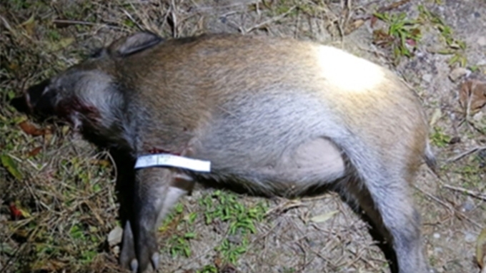 [속보] 원주서 2년 만에 ASF 감염멧돼지...재확산 징후 갈수록 뚜렷