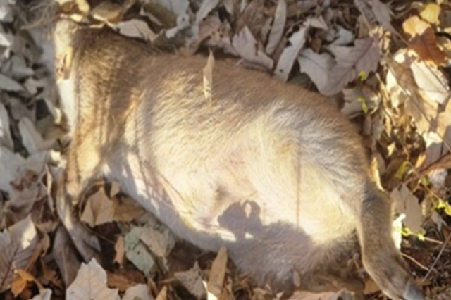 [ASF 실시간 현황판] 야생멧돼지 16일 2건(화천2) 발생...11월 누적 20건
