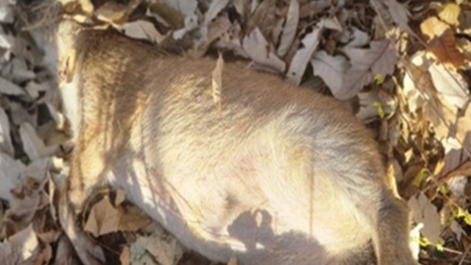 [ASF 실시간 현황판] 야생멧돼지 16일 2건(화천2) 발생...11월 누적 20건