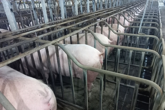 '모돈 죽으면 무조건 신고?'....정부, ASF 신고기준 행정명령 추진