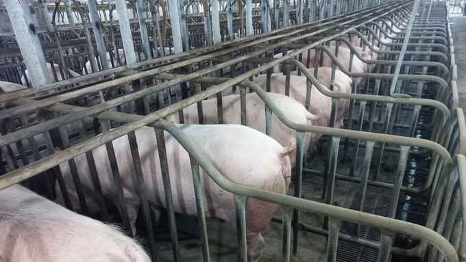 '모돈 죽으면 무조건 신고?'....정부, ASF 신고기준 행정명령 추진