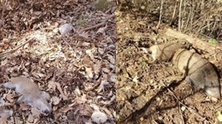 [ASF] 19일 화천서 감염멧돼지 4마리 또 추가...누적 31마리째