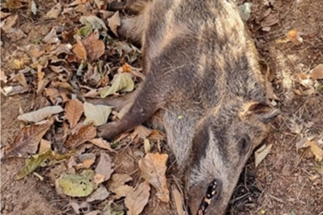 [ASF] 20일 화천서 24개월령 ASF 감염멧돼지 추가...누적 32마리째