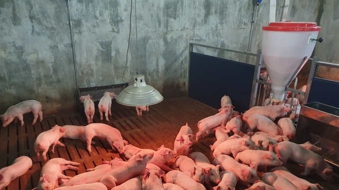 [초록] 식이코팅 구리·아연이 이유자돈의 면역반응, 분변 미생물군집, 성장능력에 미치는 영향