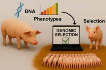 [다비퀸] 데이터가 만드는 종돈개량 - 표현형부터 유전체 선발까지