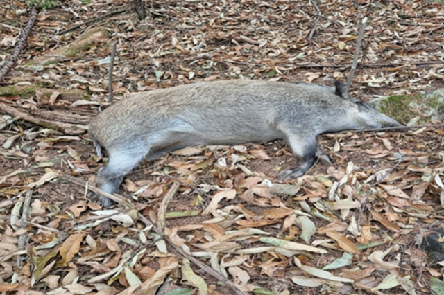 [ASF] 26일 춘천서 감염멧돼지 추가...경기도와 불과 3.4km 거리