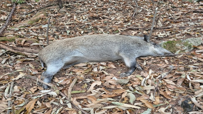 [ASF] 26일 춘천서 감염멧돼지 추가...경기도와 불과 3.4km 거리