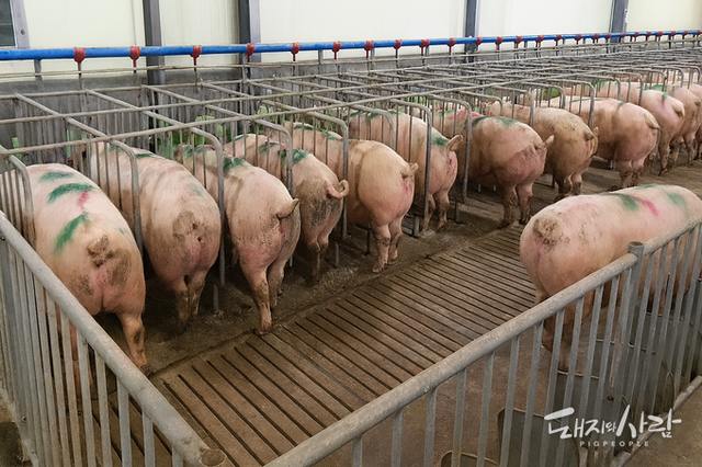 정부, 임신돈 군사공간 의무화 앞두고 전국 실태조사 착수