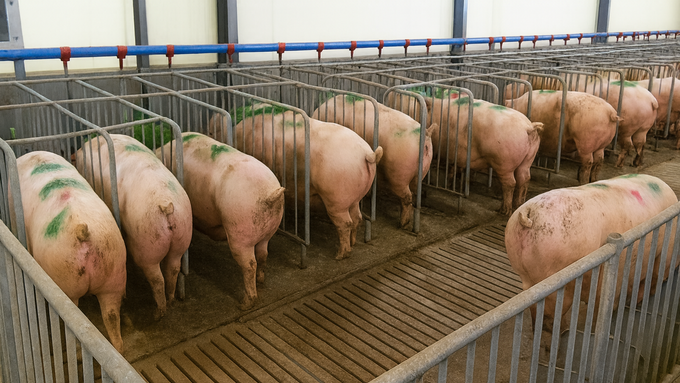 정부, 임신돈 군사공간 의무화 앞두고 전국 실태조사 착수