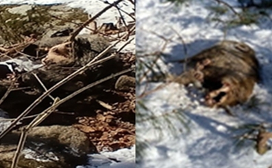 [ASF] 화천서 ASF 감염멧돼지 2마리 추가..가평과 2.5km 거리