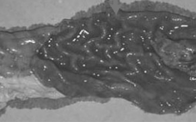[초록] 경남지역 양돈장의 돼지증식성회장염 감염률에 대한 연구