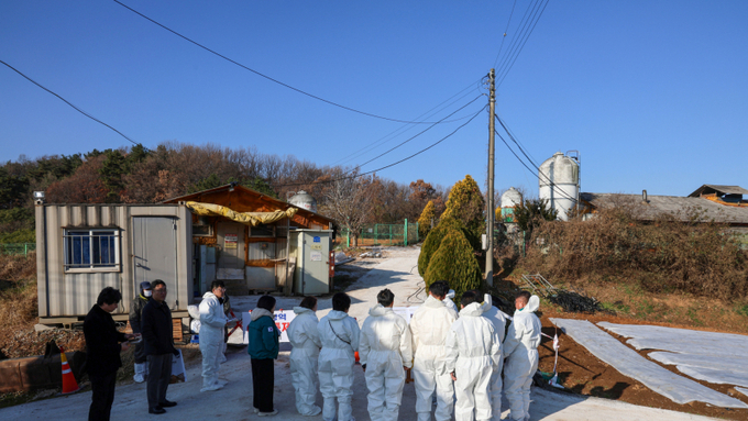 충남 ASF 신고·발생 열흘째....전국 양돈농가 모두 '이상없음'