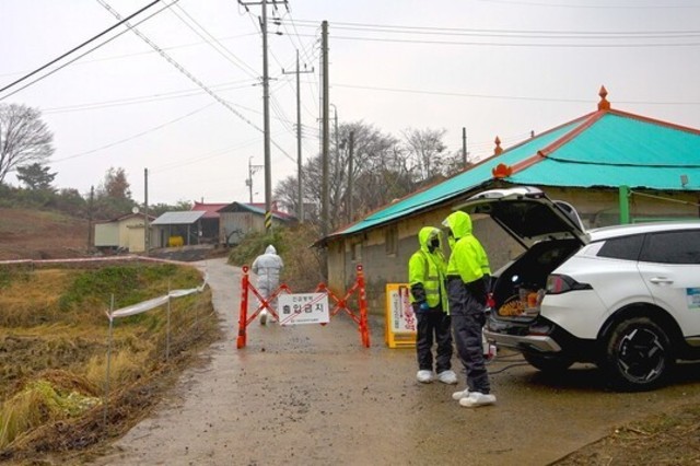 강원 멧돼지보다 당진 농장 먼저 당했다…ASF 상재화가 남긴 경고!