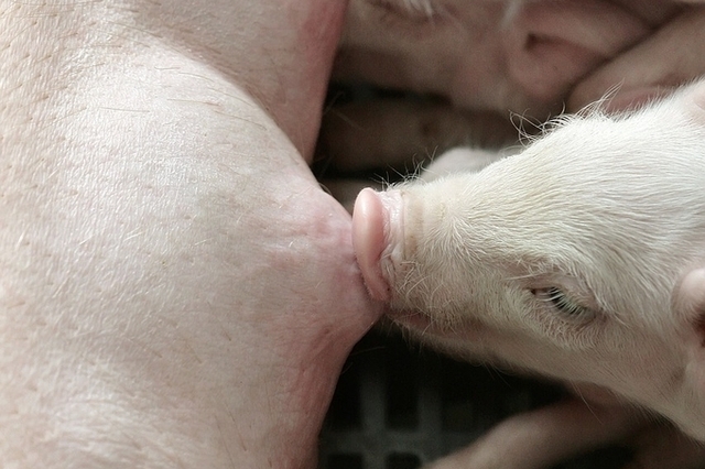 [초록] 초유 통한 모돈에서 신생자돈으로의 PED 바이러스 전파