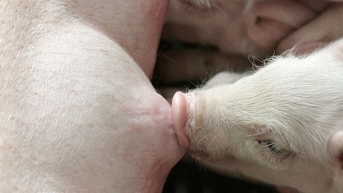 [초록] 초유 통한 모돈에서 신생자돈으로의 PED 바이러스 전파