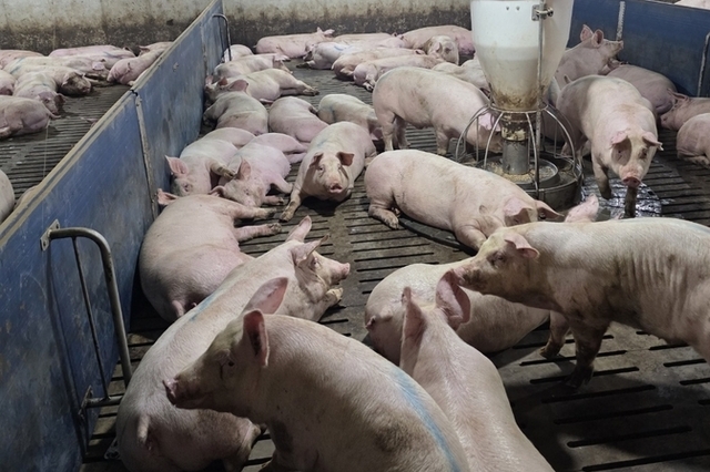 11월 공급 제자리 속 도매가격 또 하락…12월 5,600~5,800원 상승 전환 전망