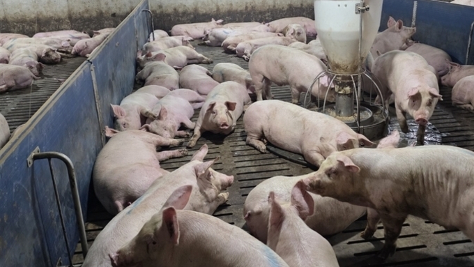 11월 공급 제자리 속 도매가격 또 하락…12월 5,600~5,800원 상승 전환 전망