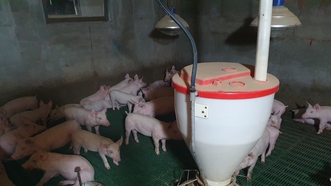 [초록] 대장균에 감염된 이유자돈에서의 일라이트와 벤토나이트 급이 효과