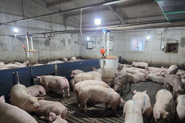 [전광판] '25년 50주차(12.07-12.13) 평균 도매가격 5,829원...전주대비 -0.1, 전년대비 0.4