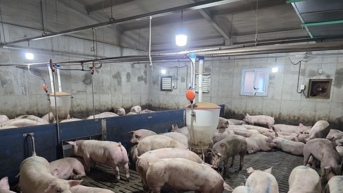 [전광판] '25년 49주차(11.30-12.06) 평균 도매가격 5837원