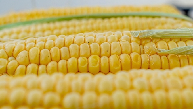 밀·옥수수 가격 오르며 세계곡물가격지수 7개월 만에 반등