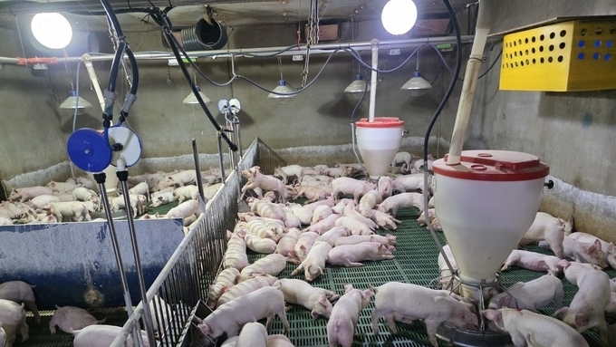 [초록] 육성돈 농장 내 복지 평가에서 동물 기반 매개변수와 환경 기반 매개변수의 상관관계