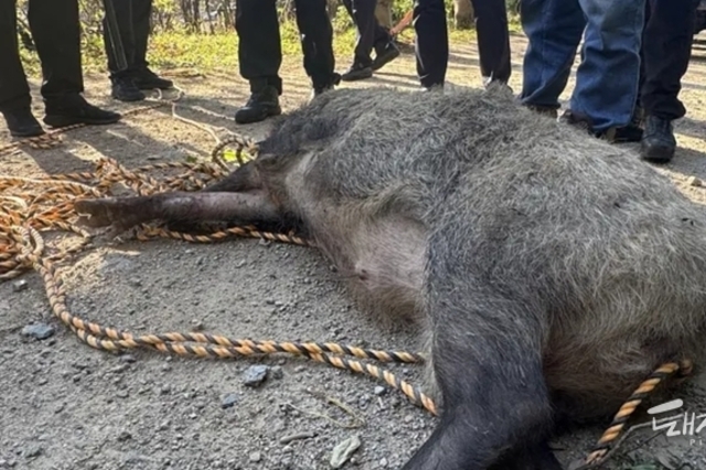[팩트체크] 부산 지하주차장서 난리친 120kg 멧돼지, ASF 검사했을까?