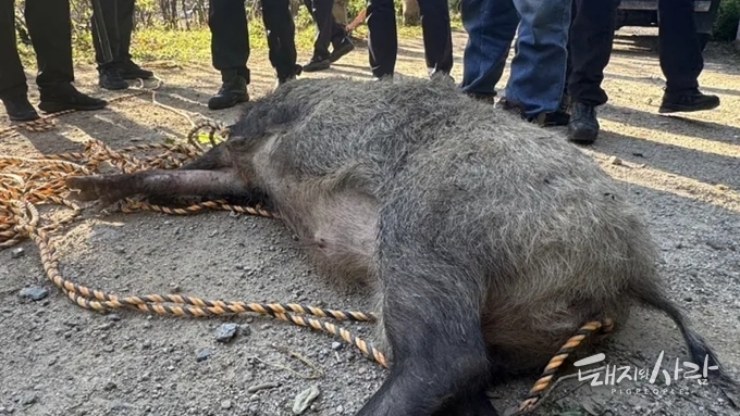 [팩트체크] 부산 지하주차장서 난리친 120kg 멧돼지, ASF 검사했을까?